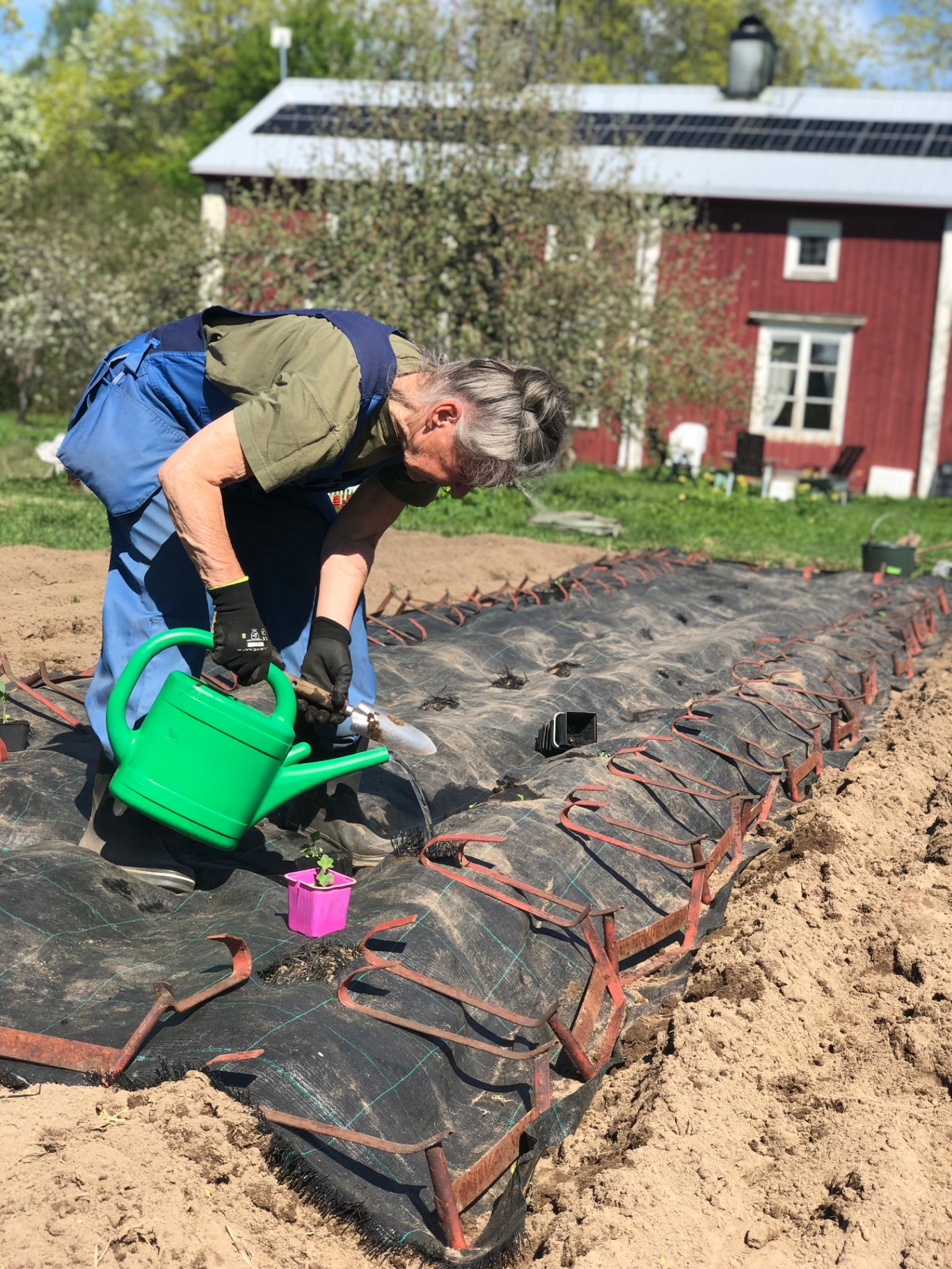 Plantering och omsorg i Karlgårds köksträdgård.