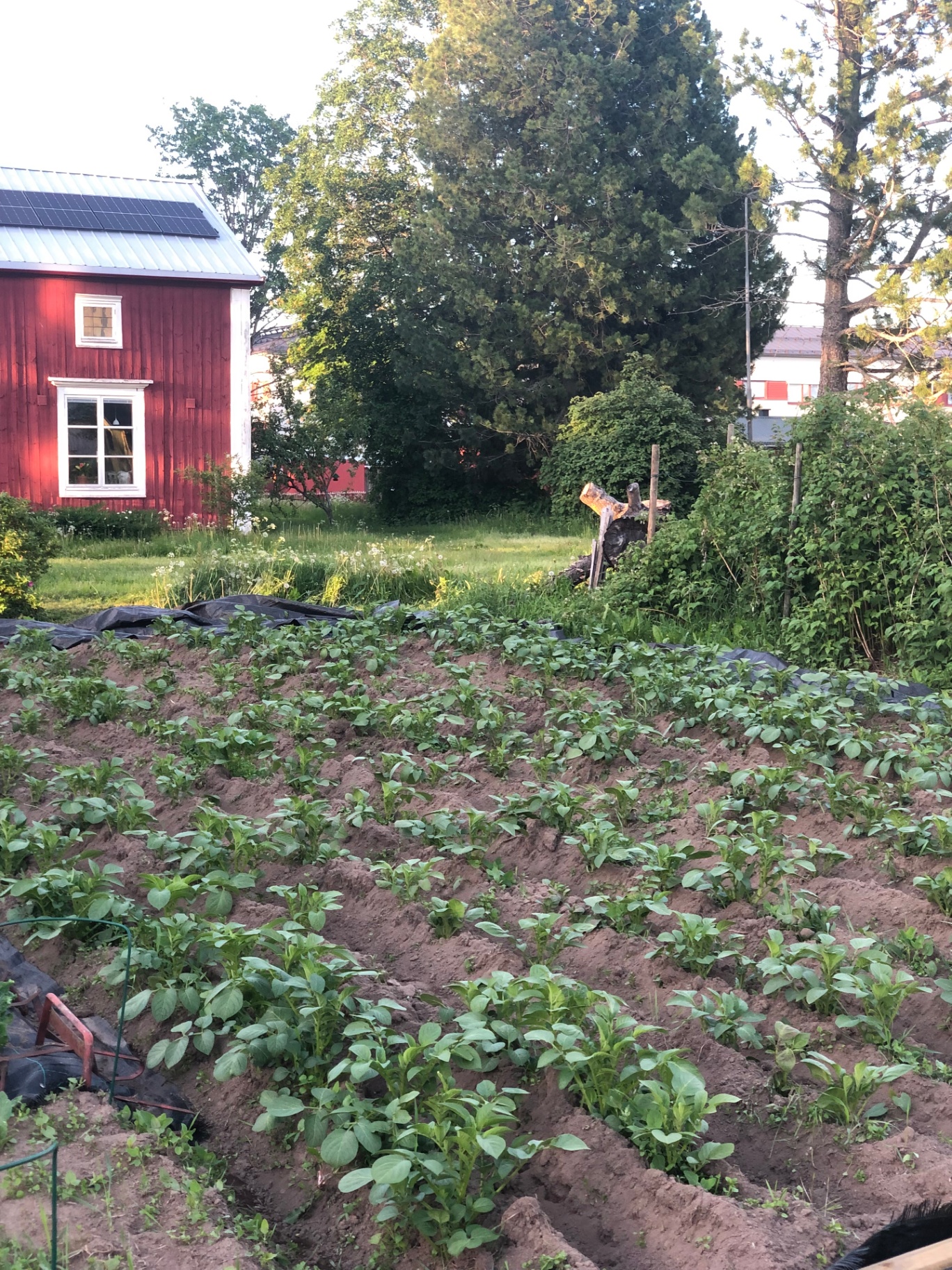 Köksträdgården i sommarljus med potatisland.
